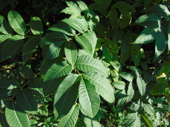 Phellodendron amurense