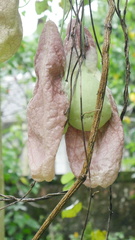 Aristolochia gigantea