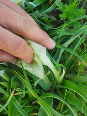 Iris palaestina