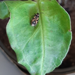 Horvathiolus delicatulus