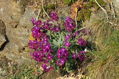 Matthiola incana