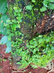 Pleopeltis polypodioides