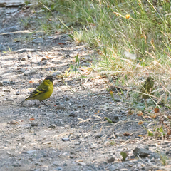 Spinus barbatus