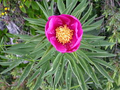 Paeonia officinalis