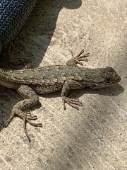 Sceloporus occidentalis