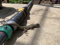 Sceloporus occidentalis
