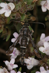 Pyropteron erodiiphaga