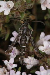Pyropteron erodiiphaga
