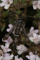 Pyropteron erodiiphaga