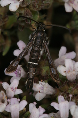 Pyropteron erodiiphaga