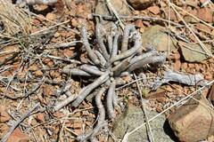 Anacampseros ustulata