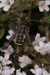 Pyropteron erodiiphaga