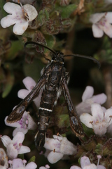 Pyropteron erodiiphaga