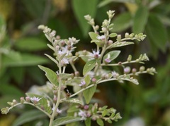 Lepidaploa chamissonis