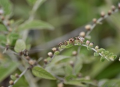 Lepidaploa chamissonis