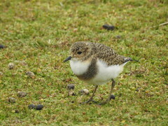 Charadrius falklandicus
