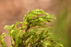 Thamnobryum alopecurum