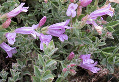 Penstemon montanus montanus
