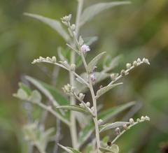 Lepidaploa chamissonis