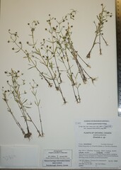 Gratiola quartermaniae