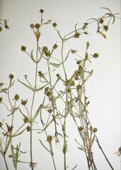 Gratiola quartermaniae