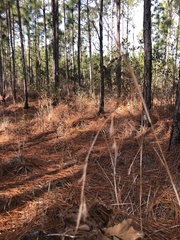 Andropogon capillipes