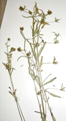 Gratiola quartermaniae