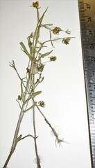 Gratiola quartermaniae