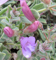 Penstemon montanus montanus