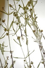 Gratiola quartermaniae