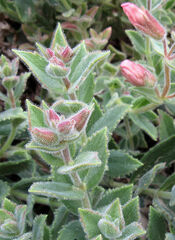 Penstemon montanus montanus