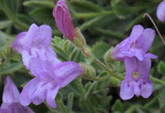 Penstemon montanus montanus