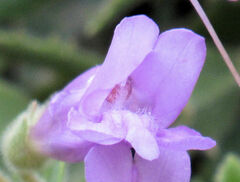 Penstemon montanus montanus
