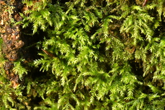Thamnobryum alopecurum