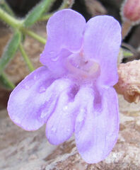 Penstemon montanus montanus
