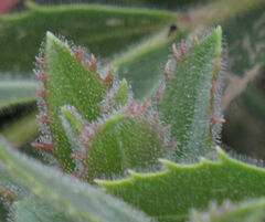 Penstemon montanus montanus