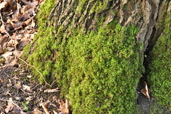 Thamnobryum alopecurum
