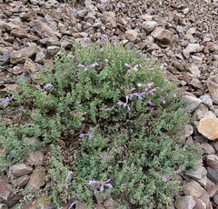 Penstemon montanus montanus