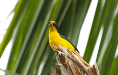 Euphonia violacea