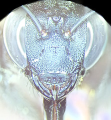 Xylocopa tranquebarorum