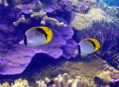 Chaetodon lineolatus