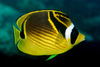 Raccoon Butterflyfish - Photo (c) uwkwaj, some rights reserved (CC BY-NC), uploaded by uwkwaj