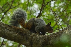 Sciurus stramineus