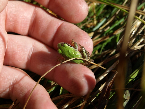 iNaturalist observation photo of Pacific chorus frog