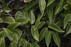 Codonanthe gracilis