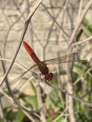 Crocothemis
