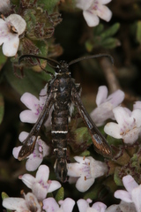 Pyropteron erodiiphaga