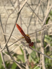 Crocothemis