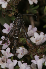 Pyropteron erodiiphaga