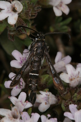 Pyropteron erodiiphaga